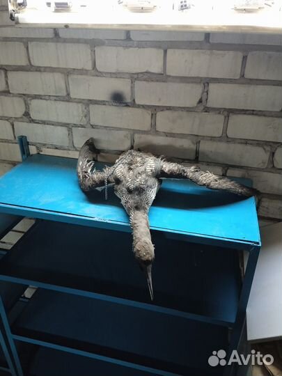 Чучела уток