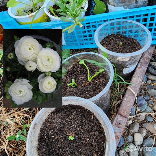 Ранункулюс рассада, цветы садовые