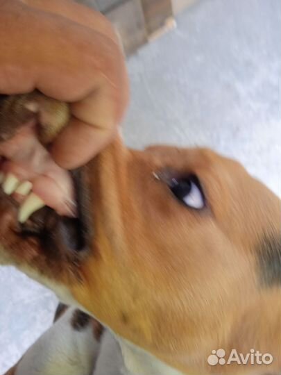 Собака,ноябре будет годик