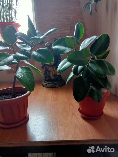 Комнатные цветы