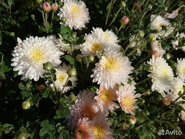 Хризантема садовая