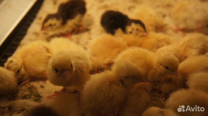 Продаются тушки перепёлок, суточные птенцы, яйцо