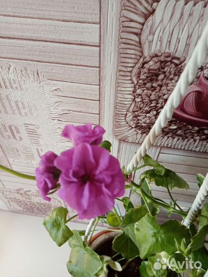 Ампельная герань