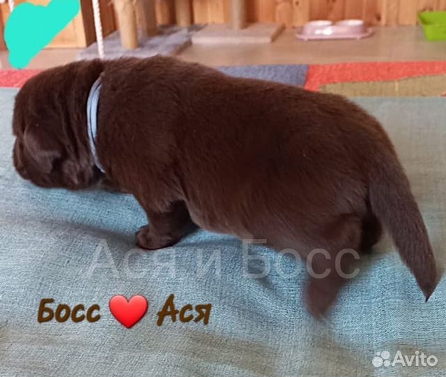 Лабрадор ретривер щенки