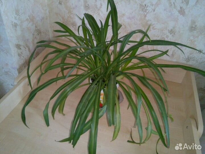 Хлорофитумы. Традесканция Рео. Герань