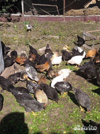 Цыплята несушки