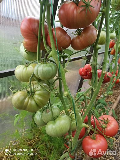 Семена коллекционных сортов томатов
