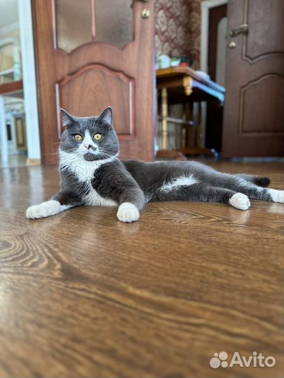 Кот на вязку бесплатно