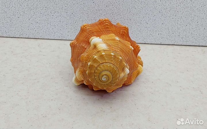 Циматиум Пурам 11,5 морская ракушка раковина