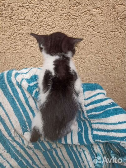 Кошки в дар