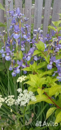 Отростки цветов