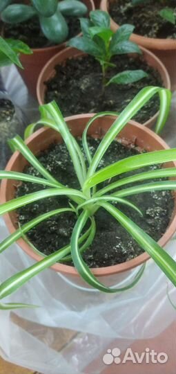 Хлорофитум, спатифиллум, мирт