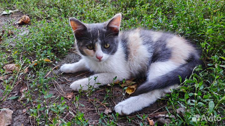 Котёнок кошечка