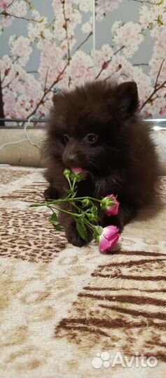 Щенок шпица мальчик