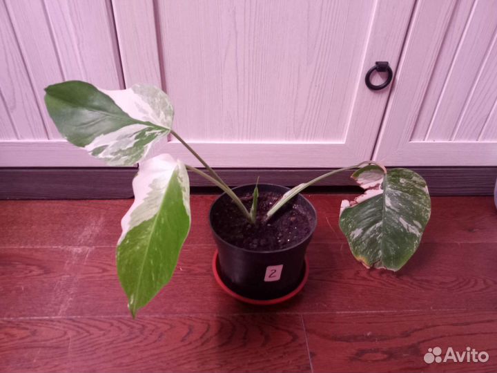 Монстера вариегатная