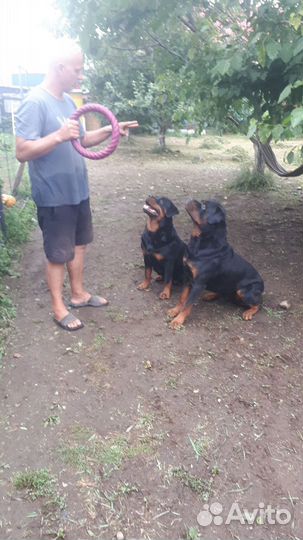 Щенки ротвейлера