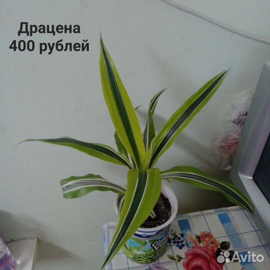 Алоэ вера, Аглонема, драцена