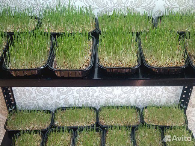 Трава для кошек