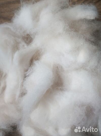 Шерсть самоедской собаки