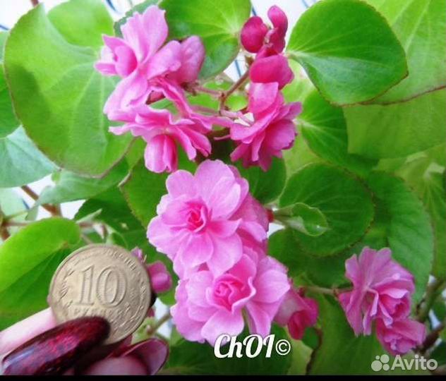 Дримиопсис пятнистый, Бегония розовая, Фуксия