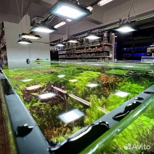 Аквариумные рыбки и растения