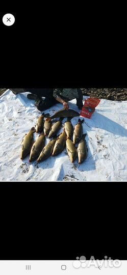 Прикормка Амурский Карась