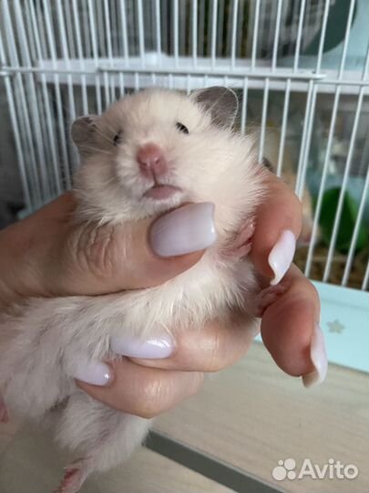 Сирийские хомячки с доставкой на дом