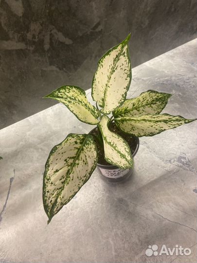 Аглаонема Сиам Парагон