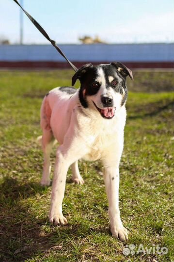 Бим грустит