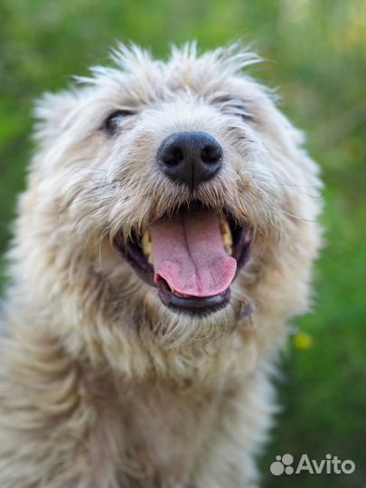 Собака Жужа