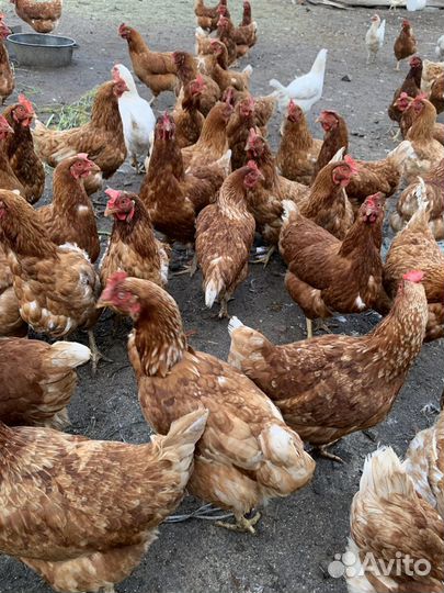 Куры несушки