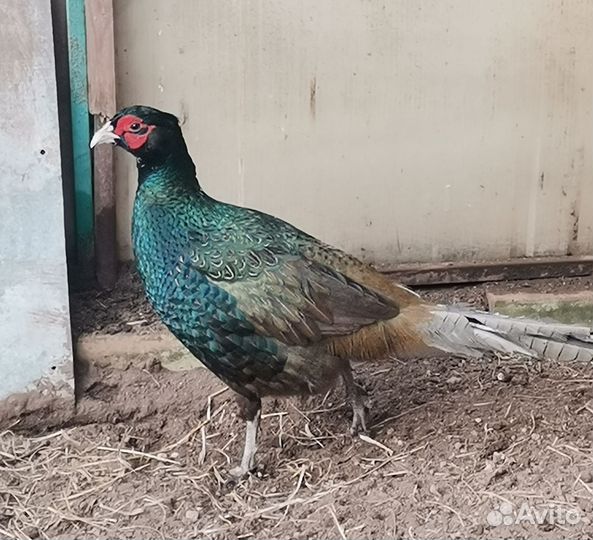 Фазан охотничий, румынский