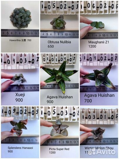 Суккуленты, хавортии 2/3
