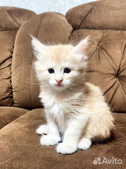 Котёнок Мейн-куна