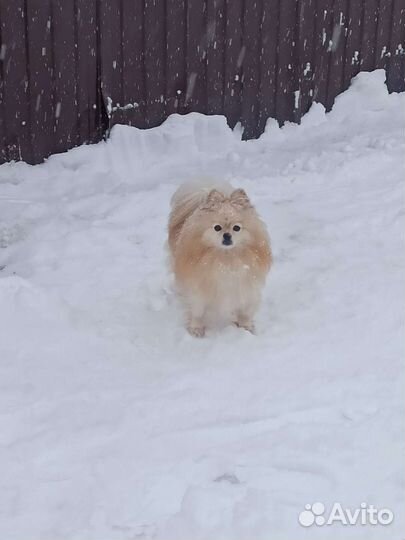 Немецкий шпиц вязка