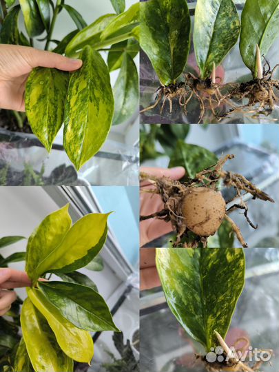 Замиокулькас вариегатный лонг лив