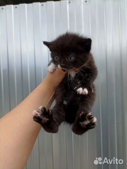 Котята в добрые руки бесплатно