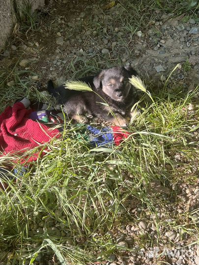 Щенки бесплатно