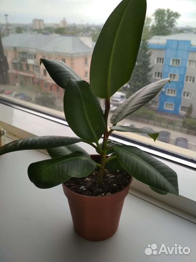 Фикус робуста