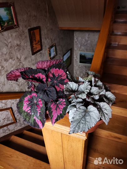 Бегония королевская