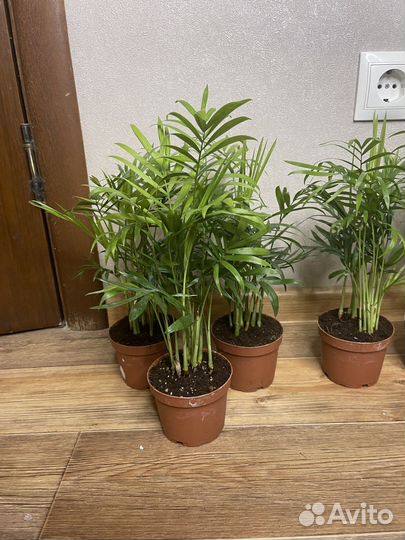 Комнатные цветы пальма хамедорея