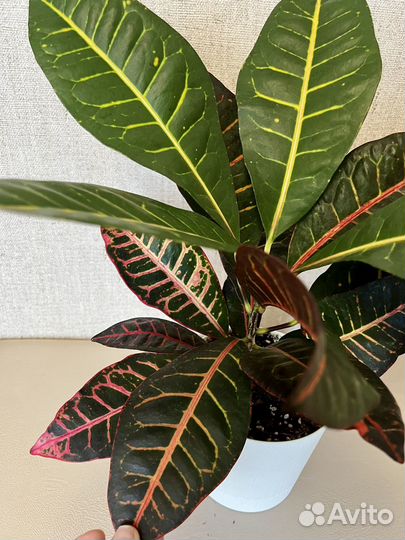 Кротон петра