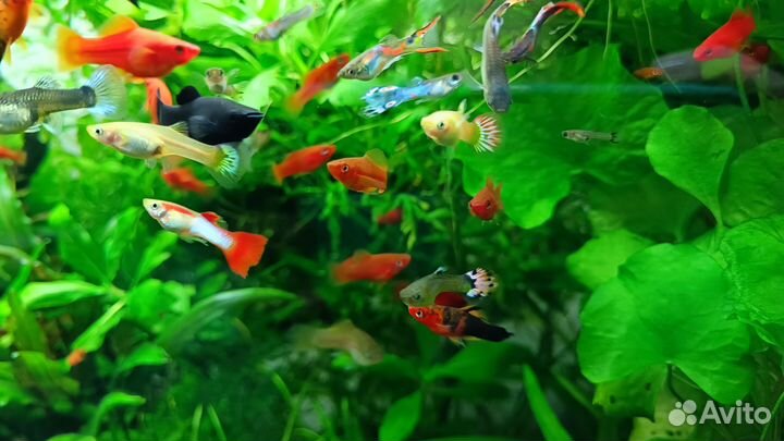 Меченосцы, гуппи