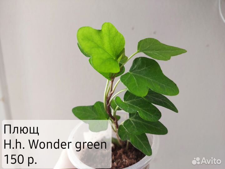 Декоративно-лиственные растения