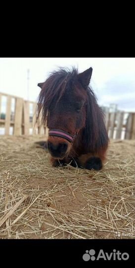 Конский навоз в мешках