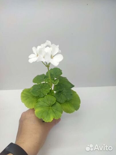 Герань пеларгония Нано белая, розовая, алая (мини)