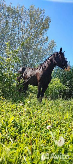 Случка, продажа лошадей