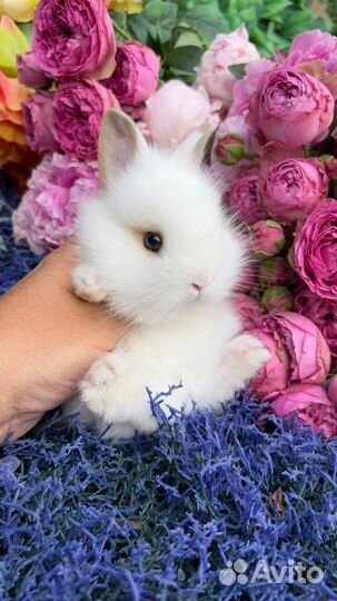 Декоративные кролики в добрые руки