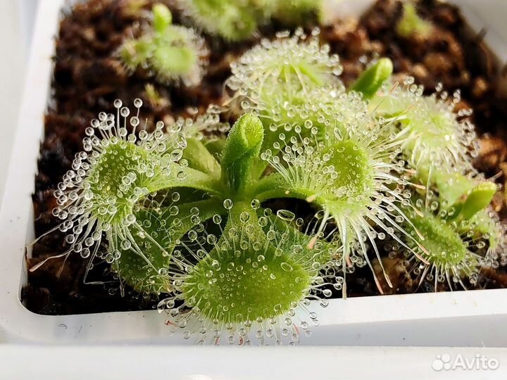 Семена росянки, хищное растение Drosera burmannii