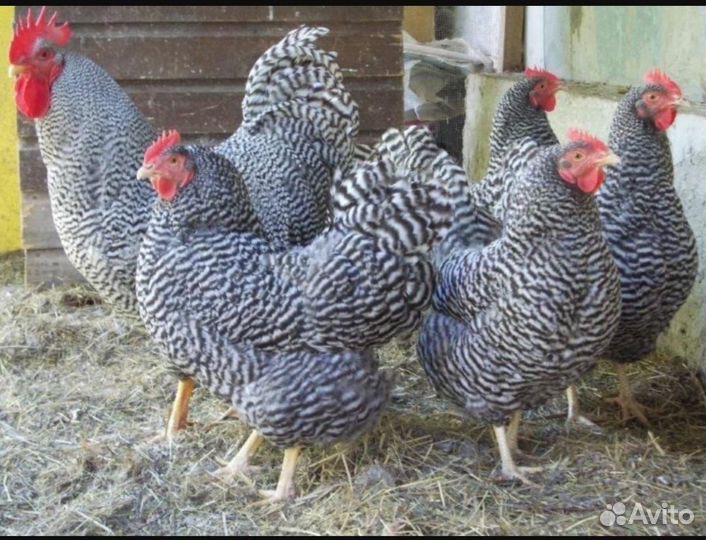 Молодые петушки